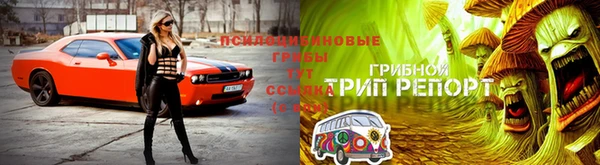 шишки Алзамай